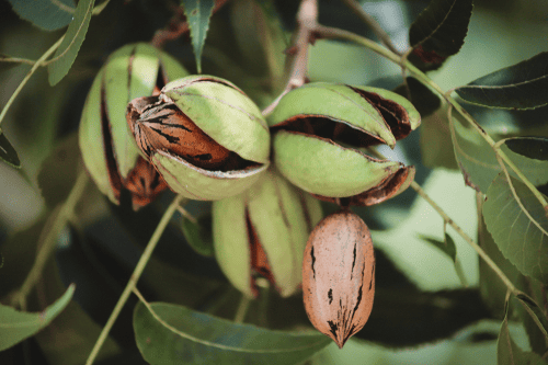 Des images de diff�rentes plantes